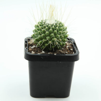 Mammillaria spinosissima cv. Un Pico