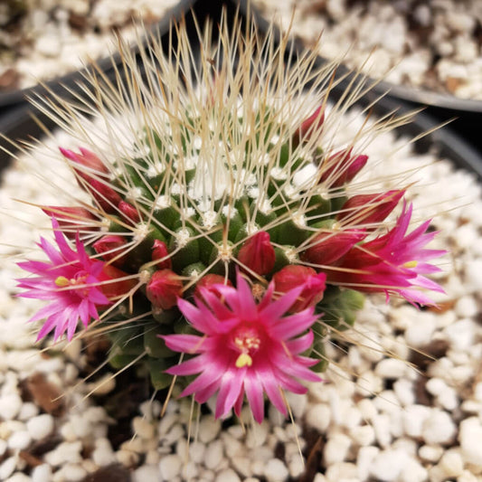 Mammillaria spinosissima cv. Un Pico