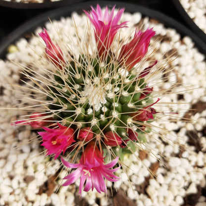 Mammillaria spinosissima cv. Un Pico