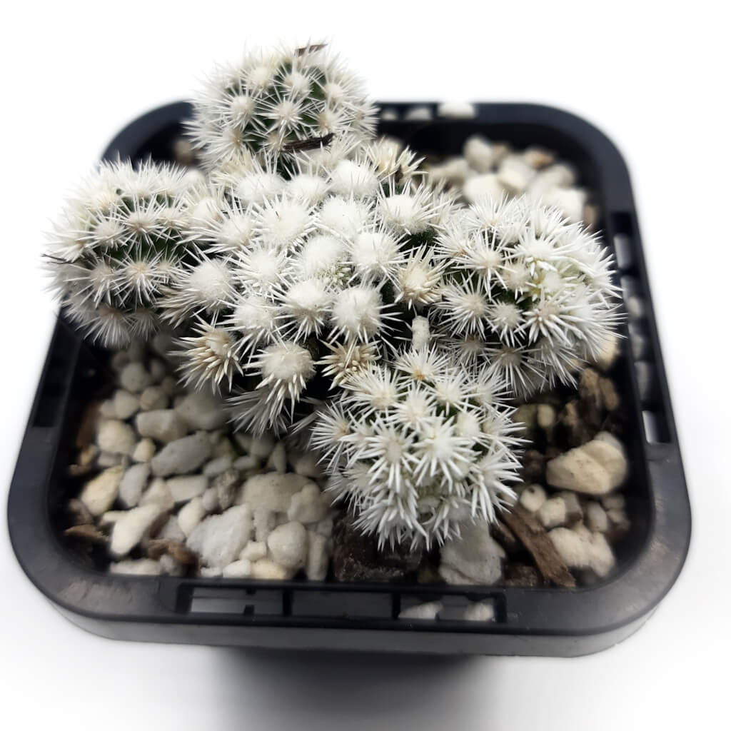 Mammillaria gracilis cv. arizona snow - Carnosa & Spinosa