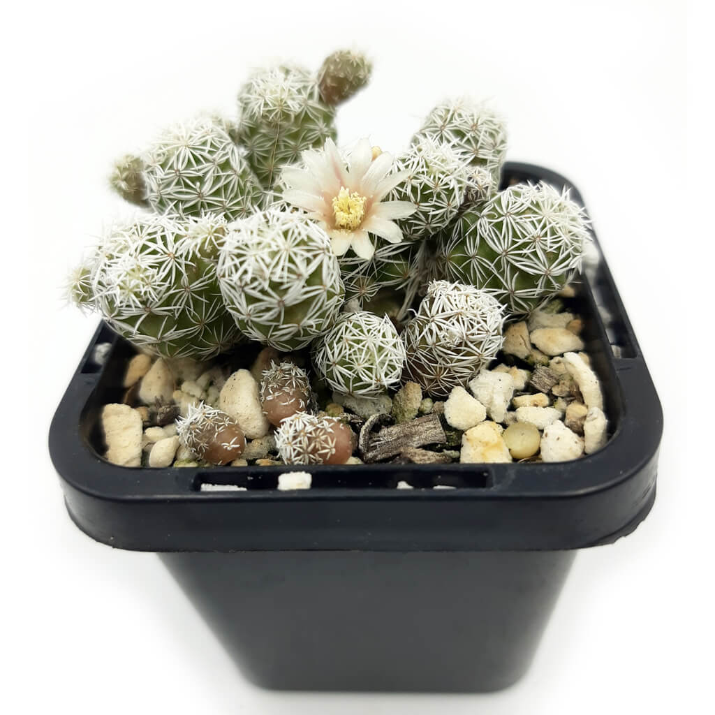 Mammillaria vetula subsp. gracilis - Thimble Cactus