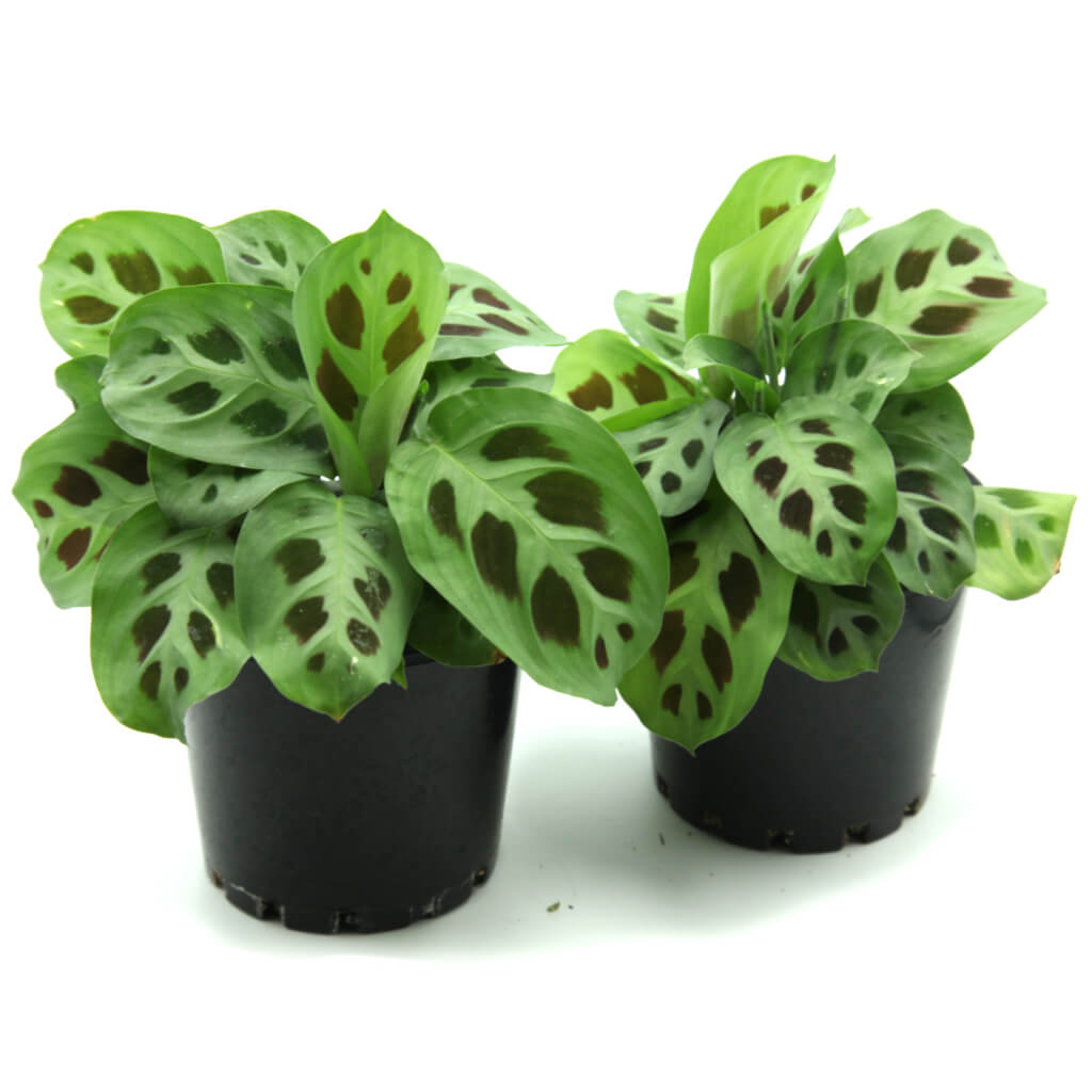 Maranta leuconeura var. kerchoveana - Green Prayer plant