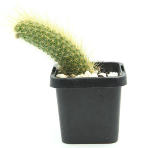 Cleistocactus winteri subs. colademono - Monkey Tail Cactus
