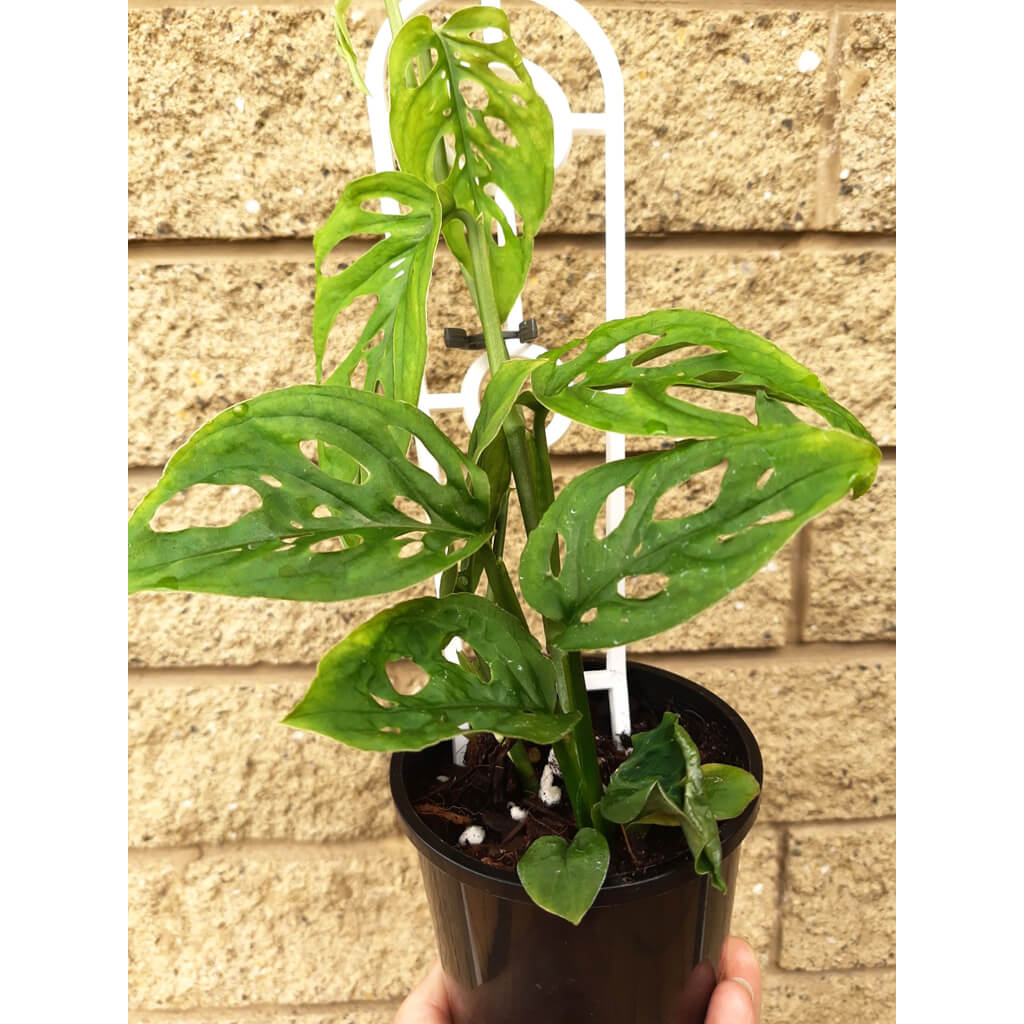 Monstera adansonii Swiss Cheese Vine Statement Plants