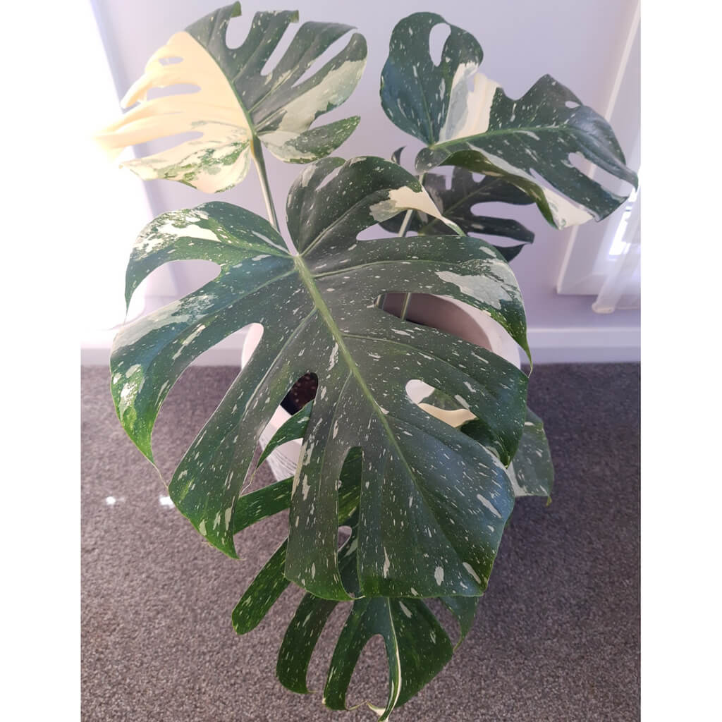 Monstera deliciosa 'Thai Constellation'