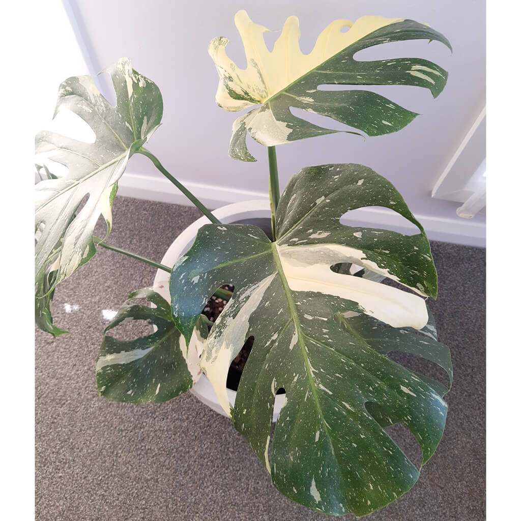 Monstera deliciosa 'Thai Constellation'