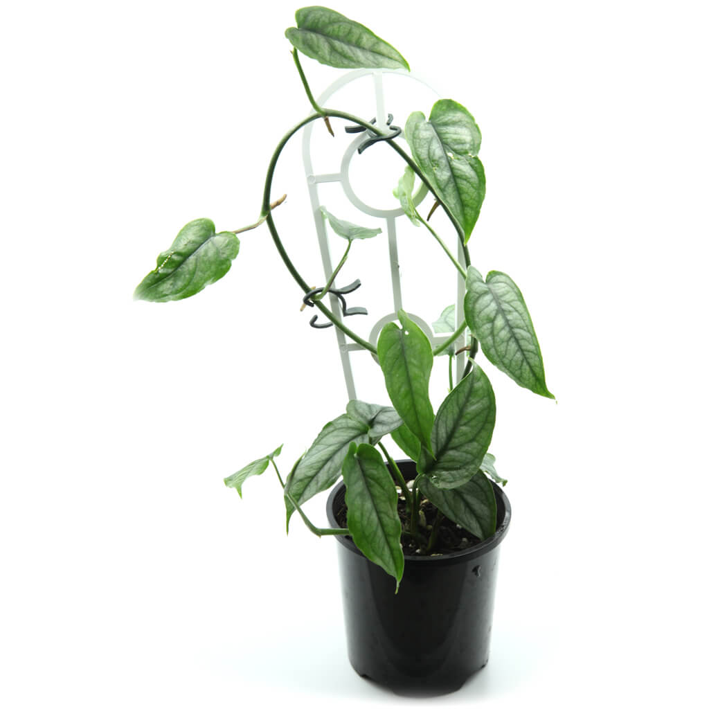 Monstera siltepecana Silver Monstera Statement Plants