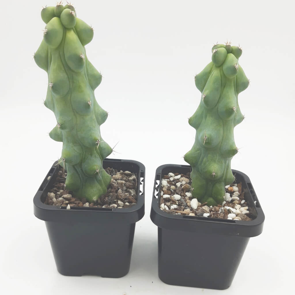 Myrtillocactus geometrizans 'Fukurokuryuzinboku' - Booby cactus