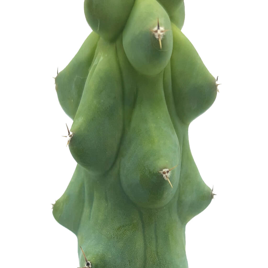 Myrtillocactus geometrizans 'Fukurokuryuzinboku' - Booby cactus