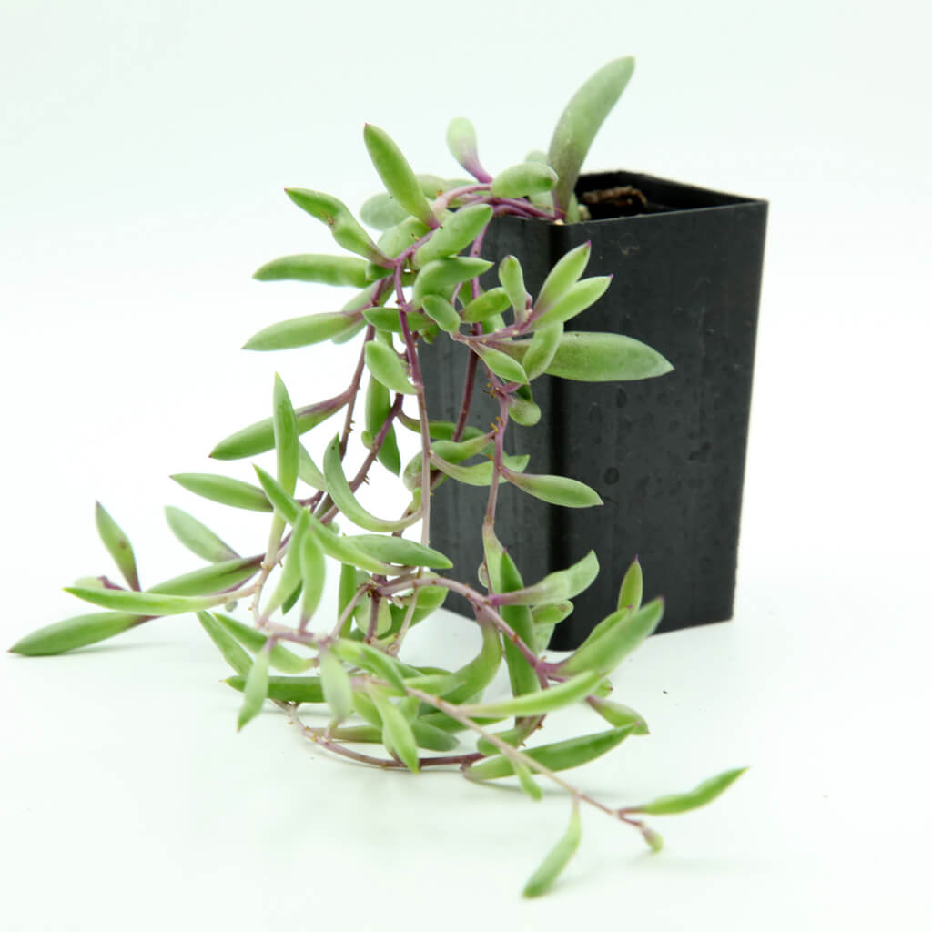 Othonna capensis 'Ruby Necklace' Seeds for Planting Othonna capensis 'Ruby Necklace' Seeds for Planting
