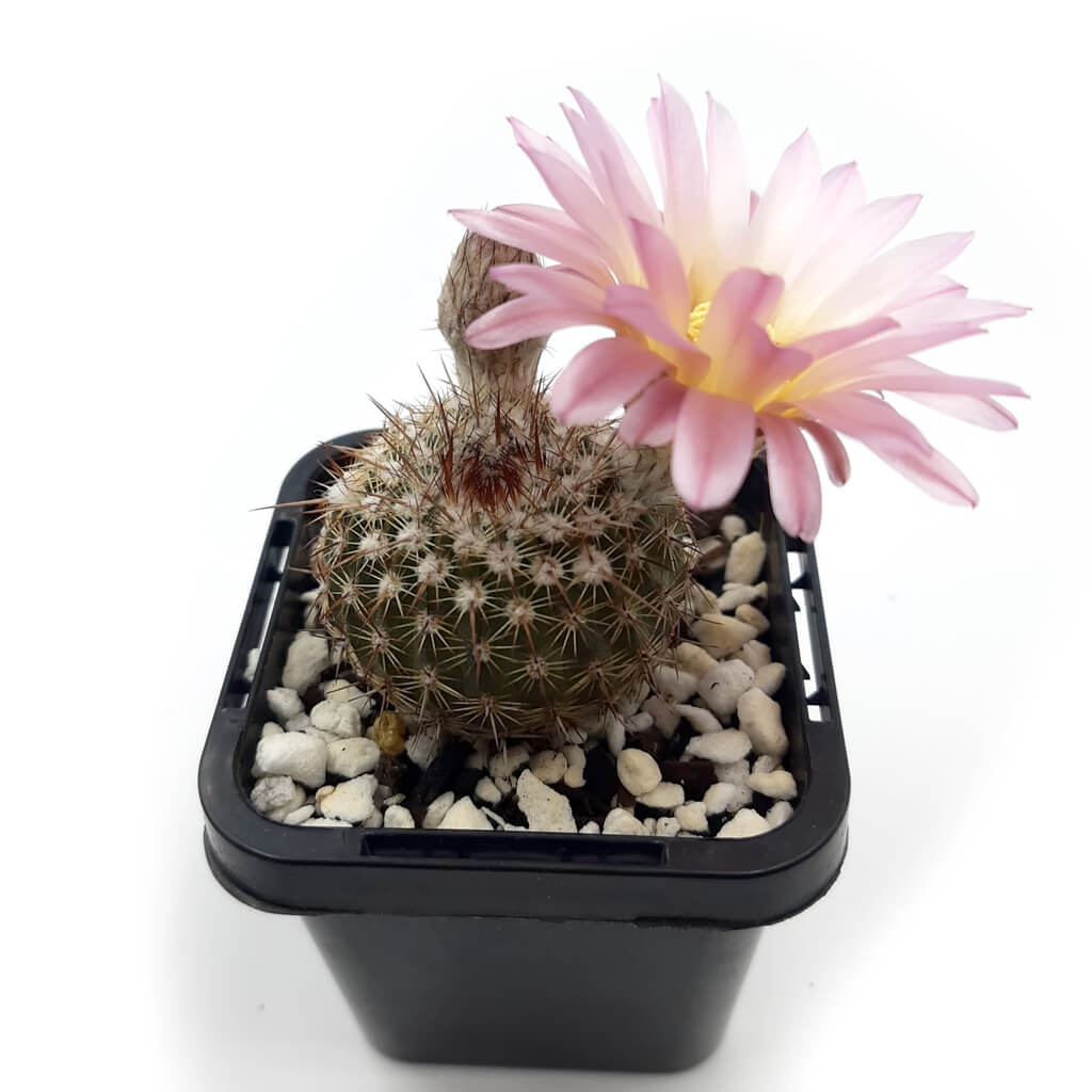 Parodia Rutilans Parodia mueller-melchersii - Pink Ball Cactus – Statement Plants