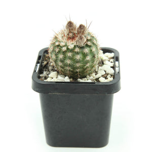 Parodia mueller-melchersii - Pink Ball Cactus