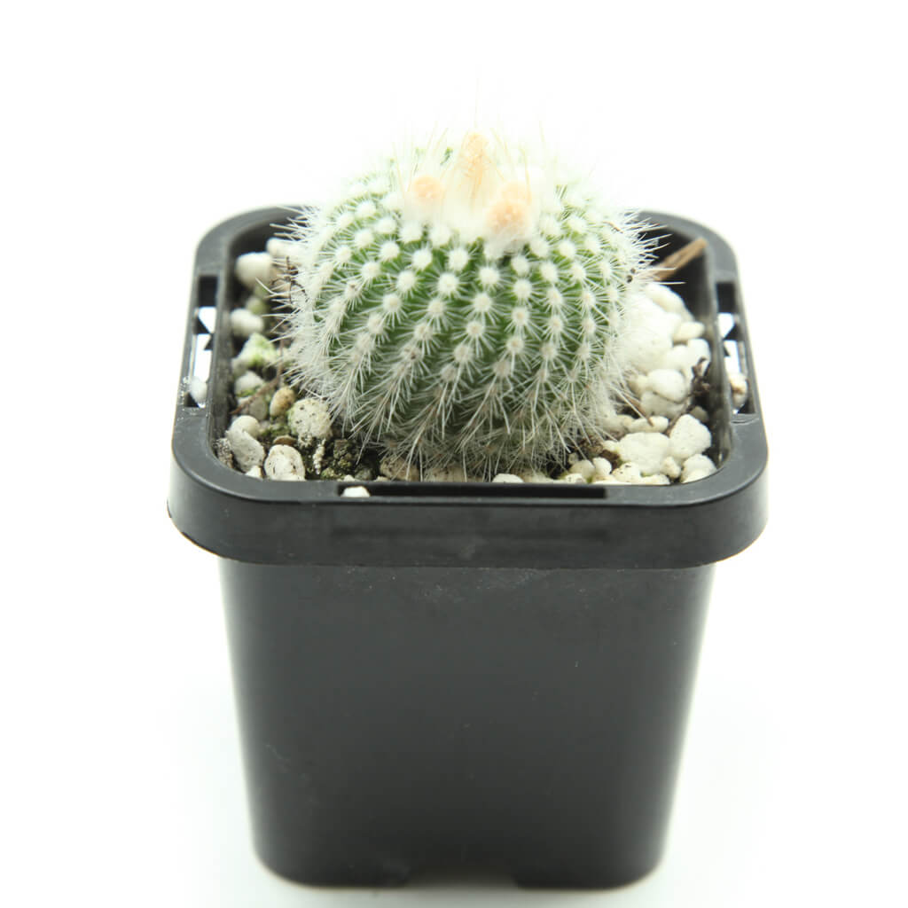 Parodia scopa subs. succinea f. albiseta - Silver Ball Cactus