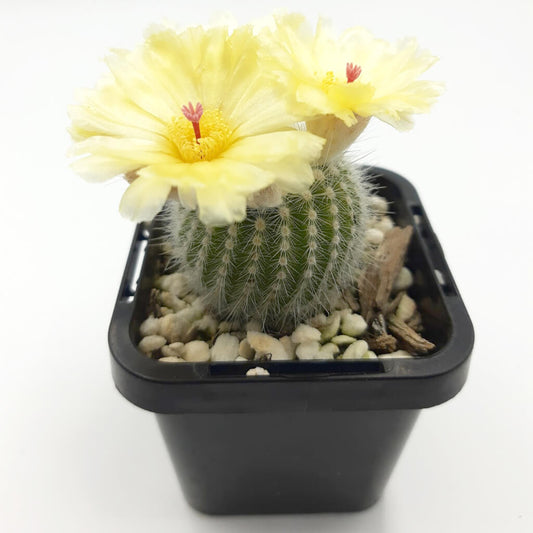 Parodia scopa subs. succinea f. albiseta - Silver Ball Cactus