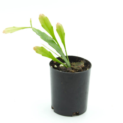 Pseudorhipsalis ramulosa - Red Mistletoe Cactus