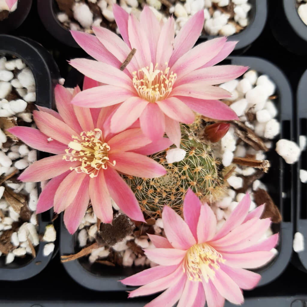 Rebutia 'Pink Sensation'