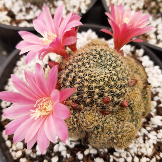 Rebutia 'Pink Sensation'