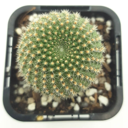 Rebutia spp (Red form)