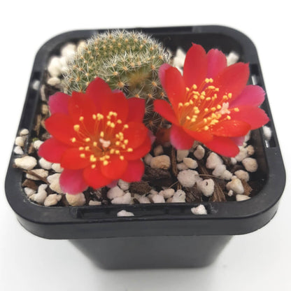 Rebutia spp (Red form)