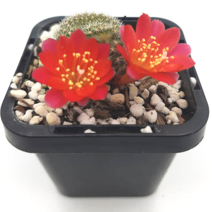 Rebutia spp (Red form)