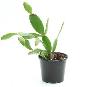 Rhipsalidopsis gaertneri - Easter Cactus