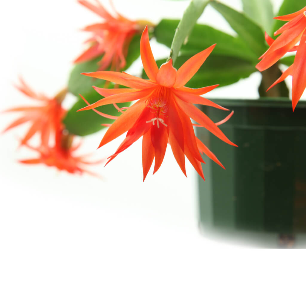 Rhipsalidopsis gaertneri - Easter Cactus