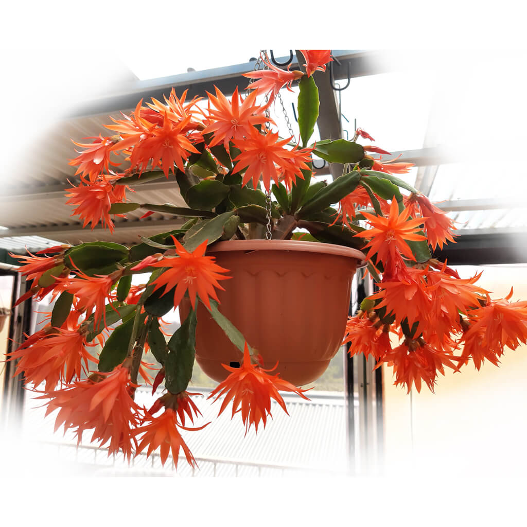 Rhipsalidopsis gaertneri - Easter Cactus