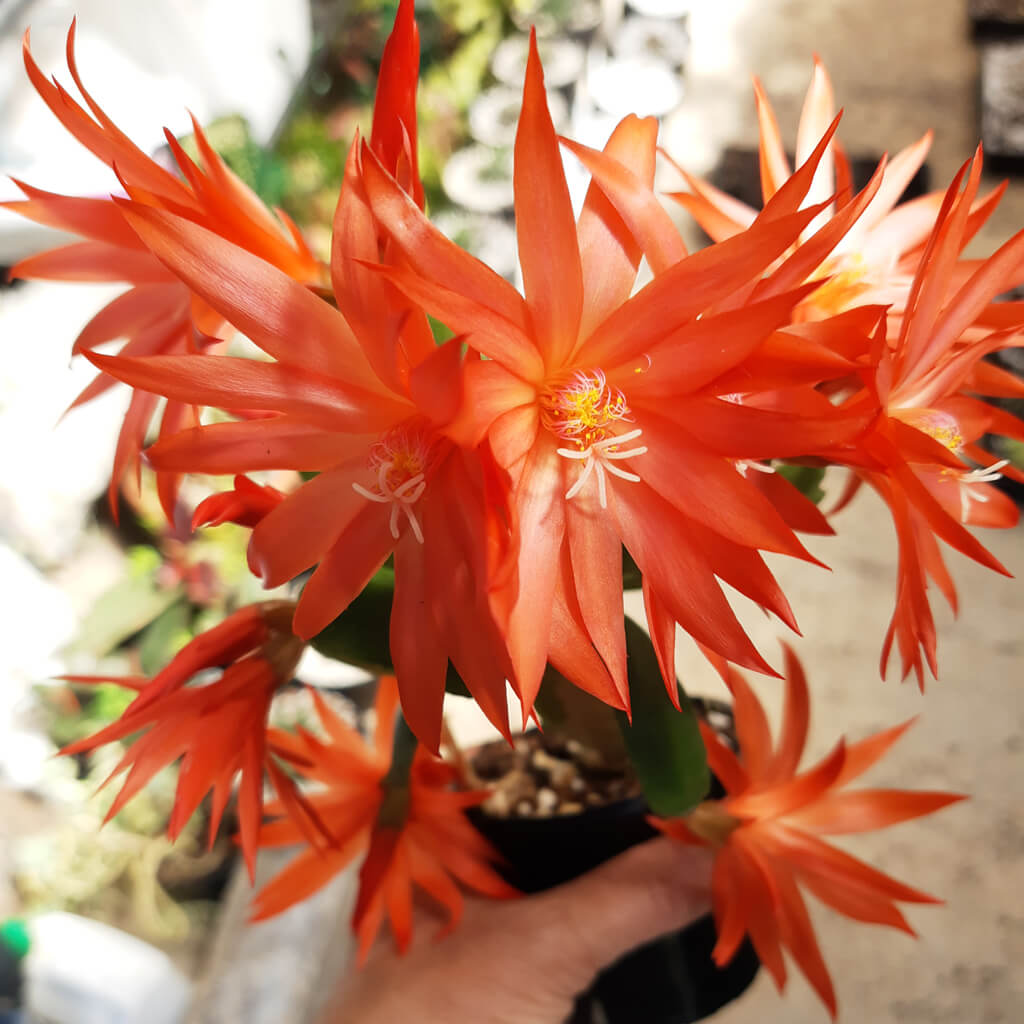 Rhipsalidopsis gaertneri - Easter Cactus