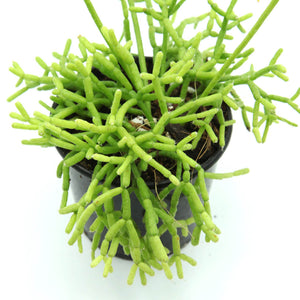 Rhipsalis cereuscula - Coral Cactus