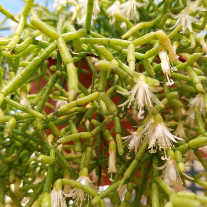 Rhipsalis cereuscula - Coral Cactus