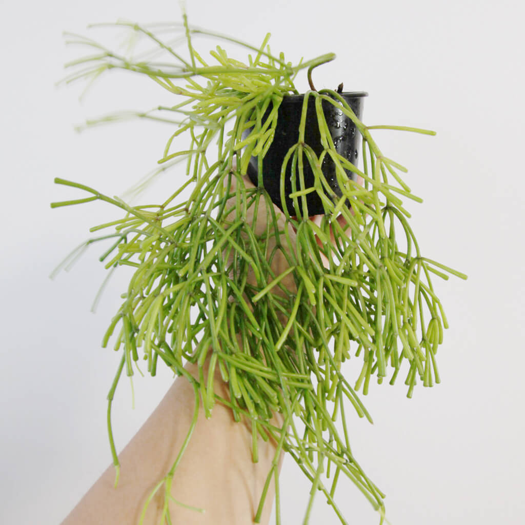 Rhipsalis clavata