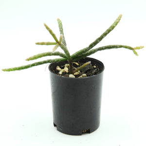 Rhipsalis baccifera subs. horrida - Mouse Tail Cactus