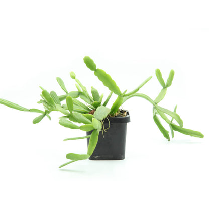 Rhipsalis micrantha