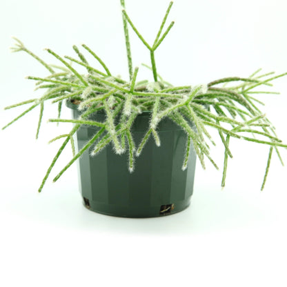 Rhipsalis pilocarpa - Hairy Stemmed Rhipsalis