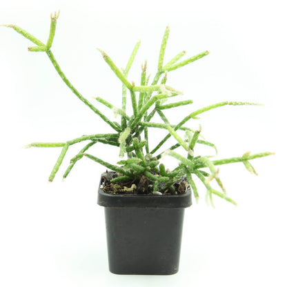 Rhipsalis pilocarpa - Hairy Stemmed Rhipsalis