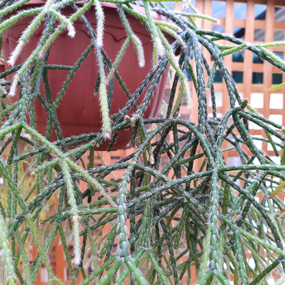 Rhipsalis pilocarpa - Hairy Stemmed Rhipsalis