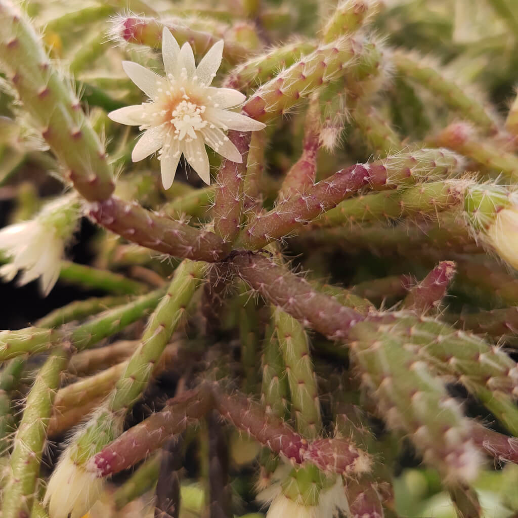 Rhipsalis pilocarpa - Hairy Stemmed Rhipsalis