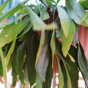 Pseudorhipsalis ramulosa - Red Mistletoe Cactus