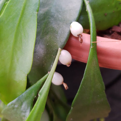 Pseudorhipsalis ramulosa - Red Mistletoe Cactus