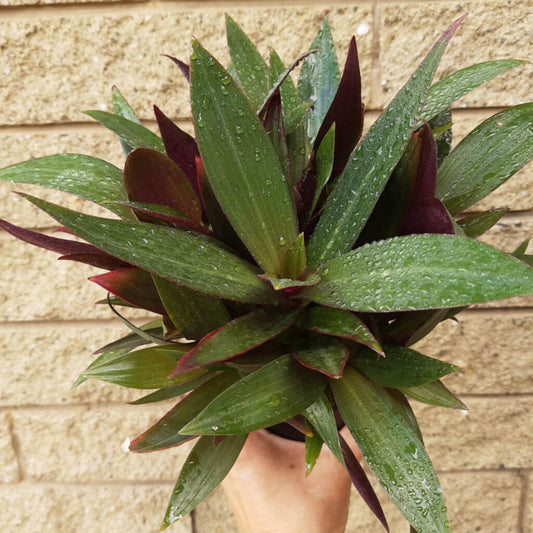 Rhoeo Dwarf - Tradescantia spathacea - Moses in the Cradle