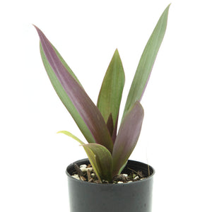 Rhoeo Dwarf - Tradescantia spathacea - Moses in the Cradle