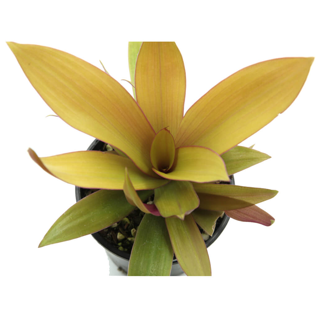 Rhoeo Gold - Tradescantia spathacea - Moses in the Cradle