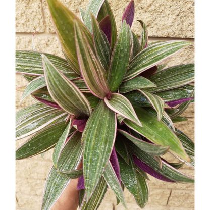 Rhoeo Pinky - Tradescantia spathacea variegata - Moses in the Cradle