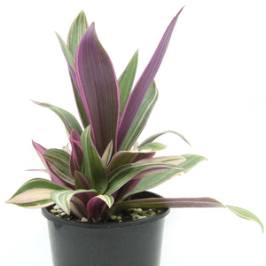 Rhoeo Pinky - Tradescantia spathacea variegata - Moses in the Cradle