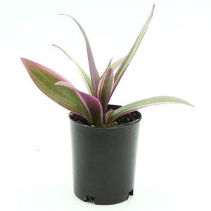 Rhoeo Pinky - Tradescantia spathacea variegata - Moses in the Cradle