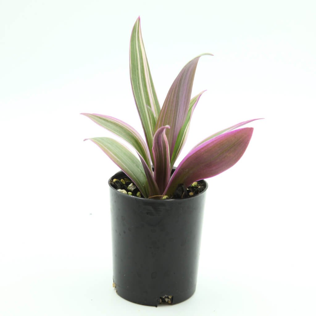 Rhoeo Pinky - Tradescantia spathacea variegata - Moses in the Cradle