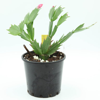 Schlumbergera truncata 'Caribbean Dancer'