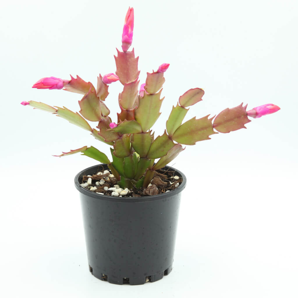 Schlumbergera truncata 'Caribbean Dancer'