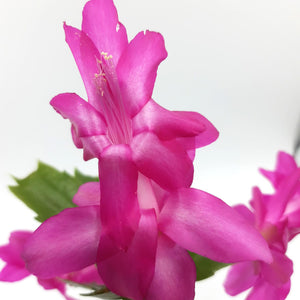 Schlumbergera truncata 'Purple Dancer'