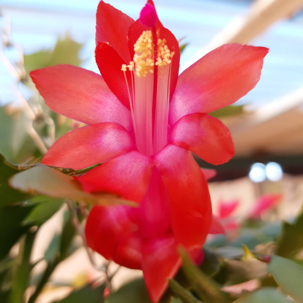 Schlumbergera truncata 'Caribbean Dancer'